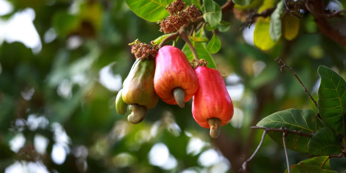 Tree nuts showcase 1